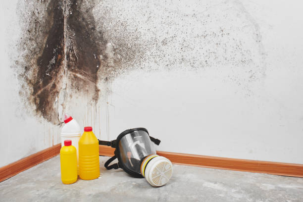 Best Same-Day Mold Removal  in Elfers, FL