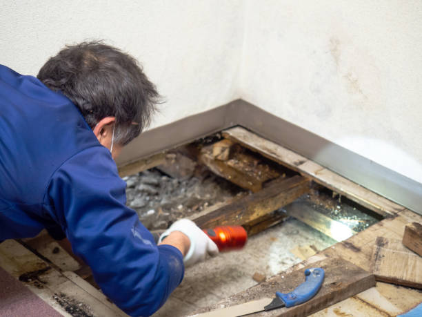 Best Water Damage Restoration  in Elfers, FL