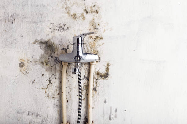 Best Mold Remediation  in Elfers, FL