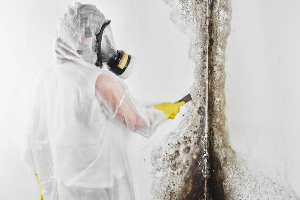 Best Mold Cleaning Services  in Elfers, FL