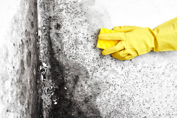 Best Residential Mold Removal  in Elfers, FL