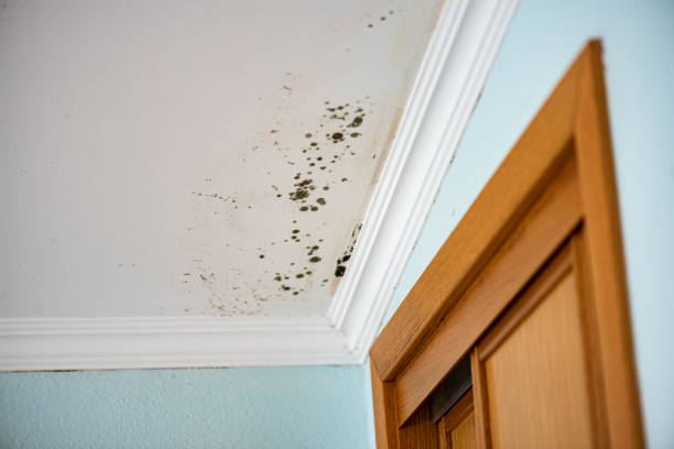 Best Emergency Mold Removal  in Elfers, FL