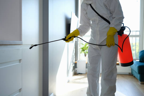 Best Fast Mold Removal  in Elfers, FL
