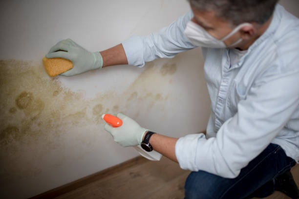 Best Home Mold Removal  in Elfers, FL