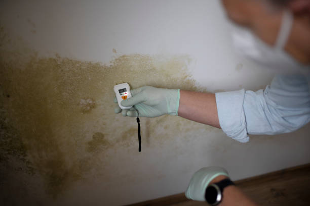 Best Commercial Mold Removal  in Elfers, FL