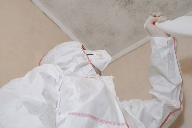 Best Toxic Mold Removal  in Elfers, FL