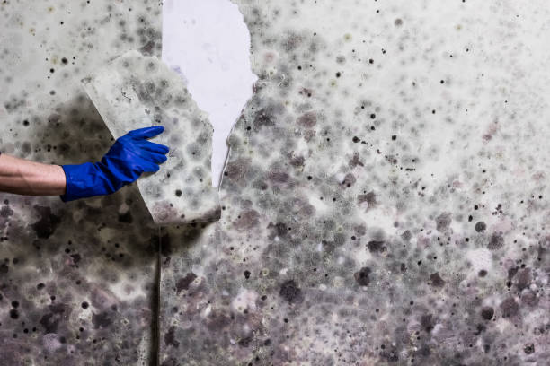 Best Attic Mold Removal  in Elfers, FL