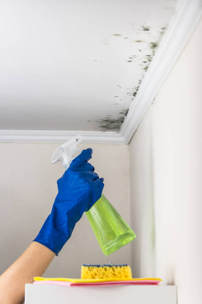 Best Mold Removal Process  in Elfers, FL